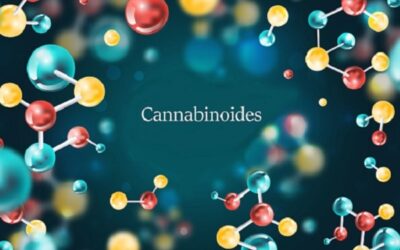 Les différents cannabinoides